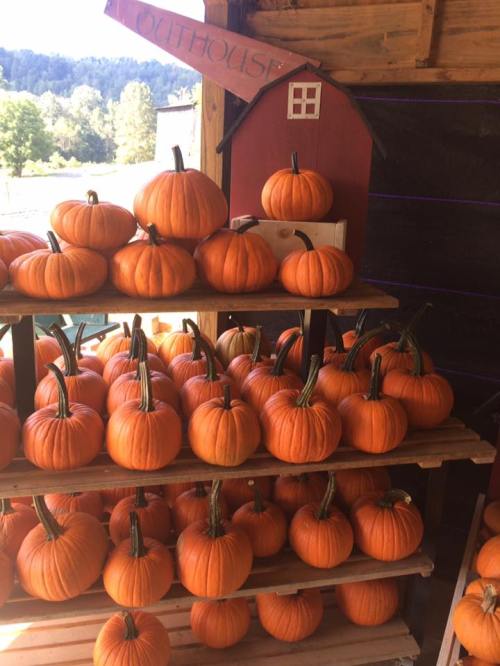 A display of bright orange pumpkins stacked on wooden shelves at a farm stand, with a barn in the background.