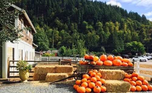 A rustic farm scene with bright orange pumpkins stacked on hay bales, surrounded by trees and a barn in the background.