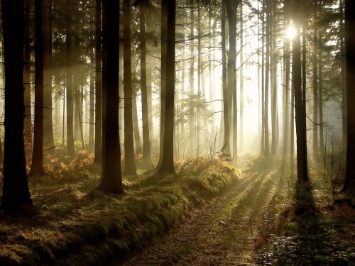 Sunlight filters through tall trees in a misty forest, illuminating a serene path lined with ferns.