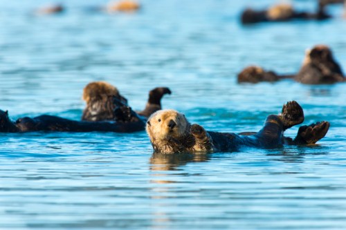 A playful sea otter floats on its back in calm water, surrounded by other otters in the background.