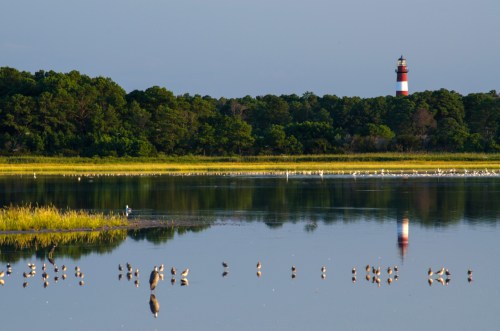 A serene landscape featuring a lighthouse, lush greenery, and birds reflected in calm water.