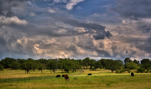 A serene landscape with cows grazing in a green field under a dramatic sky filled with clouds.