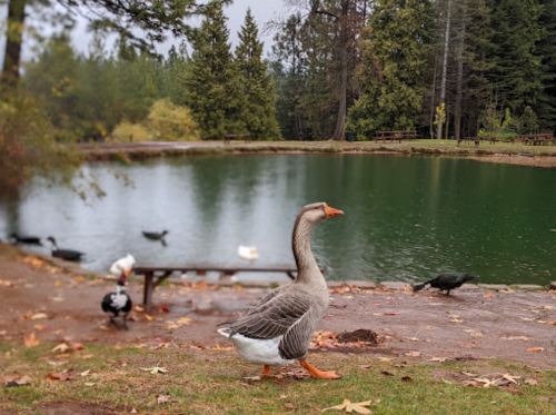 A goose walks along a path by a green pond, surrounded by trees and other birds in a serene park setting.
