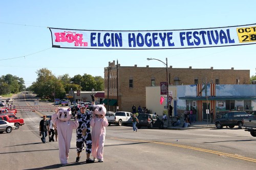 A festive street scene with a banner for the Elgin Hogeye Festival, featuring people in cow costumes walking down the road.