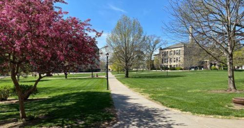 A sunny campus scene featuring blooming pink trees, green lawns, and a pathway leading to historic buildings.