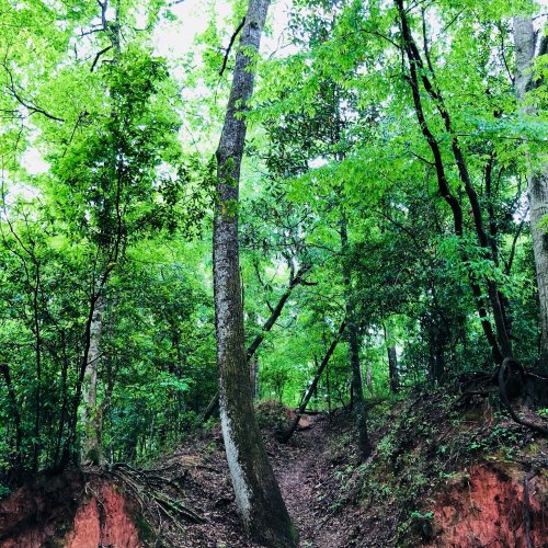 A lush green forest with tall trees and a dirt path winding through the underbrush.