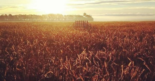 A golden field of tall grass under a sunrise, with a distant tree line and a wooden structure in the foreground.