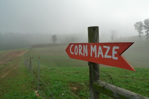 A wooden sign points to a corn maze, surrounded by foggy fields and trees in the background.