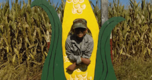 A child peeks through a corn-themed cutout in a field, surrounded by tall corn plants on a sunny day.