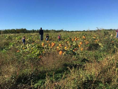 A pumpkin patch with several people, including children, exploring among the pumpkins under a clear blue sky.