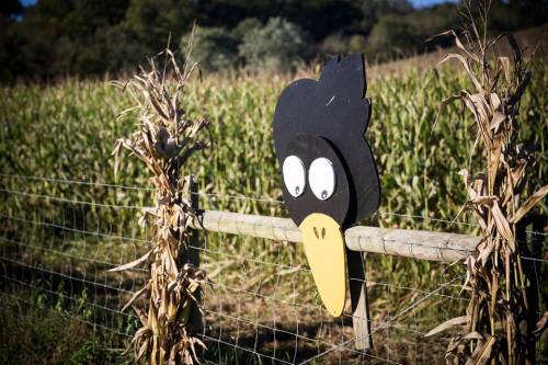 A wooden cutout of a cartoon bird with big eyes and a yellow beak, placed on a fence near a cornfield.