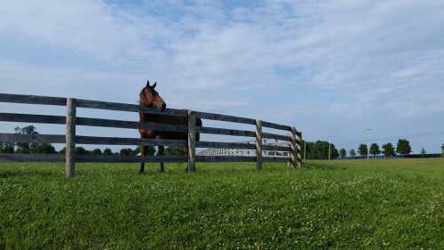 A brown horse leans over a wooden fence in a grassy field under a blue sky with scattered clouds.