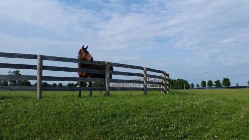 A brown horse leans over a wooden fence in a grassy field under a blue sky with scattered clouds.