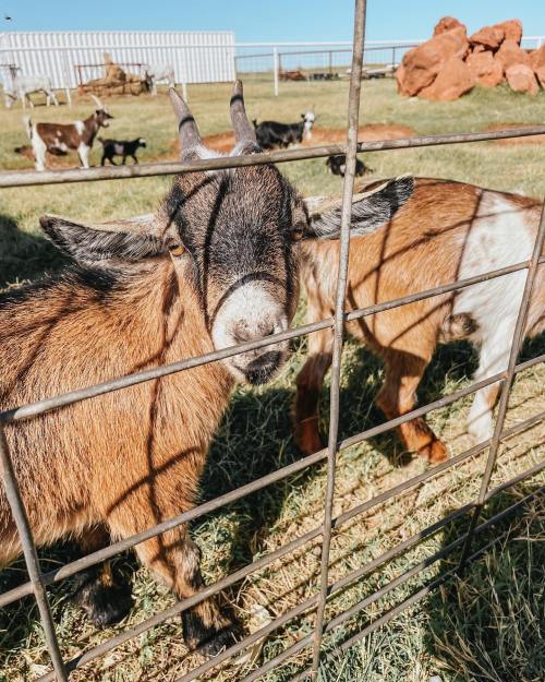 A close-up of a goat with small horns, looking through a wire fence, with other goats in the background on a sunny day.