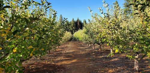A sunny orchard with rows of apple trees and a clear blue sky in the background.
