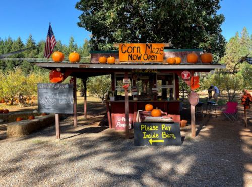 A rustic stand with pumpkins and a sign for a corn maze, surrounded by trees and hay bales.