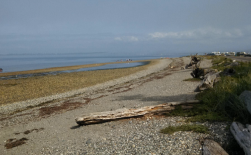 A serene beach scene with a sandy shore, driftwood, and calm waters under a cloudy sky.