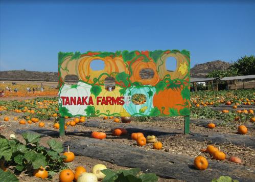 A colorful sign for Tanaka Farms in a pumpkin patch, with pumpkins scattered across the field under a clear blue sky.