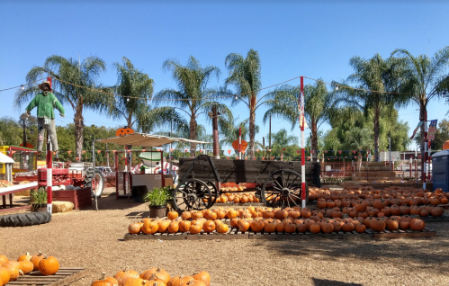 A pumpkin patch with rows of pumpkins, a vintage wagon, and a person balancing on a tightrope among palm trees.