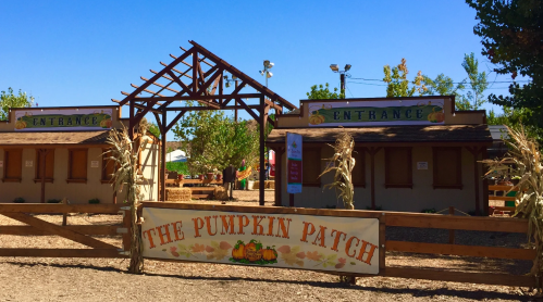 A rustic pumpkin patch entrance with wooden signs and a fence, surrounded by trees and clear blue skies.