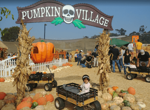 A child sits in a wagon at Pumpkin Village, surrounded by pumpkins and families enjoying the festive atmosphere.