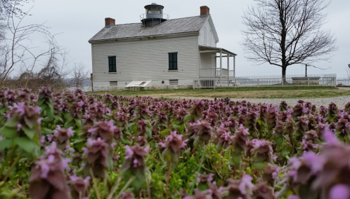 A white lighthouse keeper's house surrounded by purple flowers on a cloudy day.
