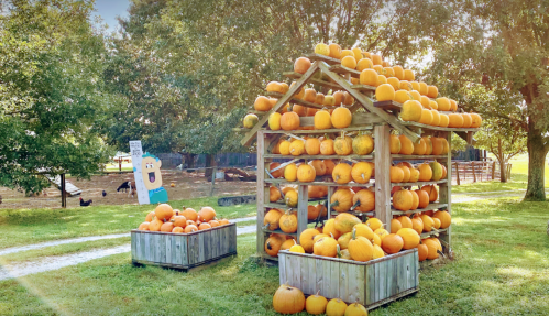 A wooden stand filled with pumpkins, surrounded by trees and a playful character sign in a sunny outdoor setting.