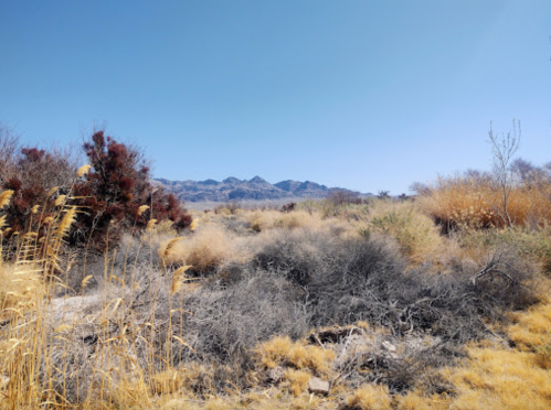 A dry, open landscape with golden grasses and sparse shrubs, set against distant mountains under a clear blue sky.