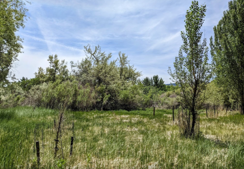 Lush green field with scattered trees and shrubs under a blue sky with wispy clouds.
