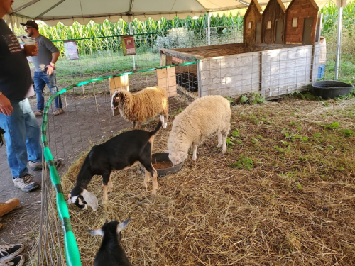 A goat and sheep grazing in a fenced area with a barn, while people interact nearby under a tent.