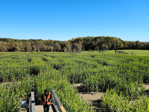 A person in an orange vest walks on a boardwalk through a lush green marsh under a clear blue sky.