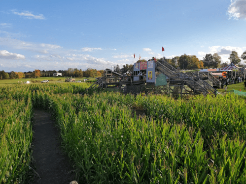 A cornfield with a wooden structure in the background, under a blue sky with scattered clouds.