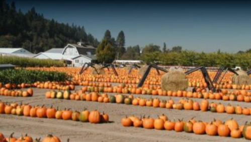 A pumpkin patch with rows of orange pumpkins and a barn in the background, surrounded by trees and clear skies.