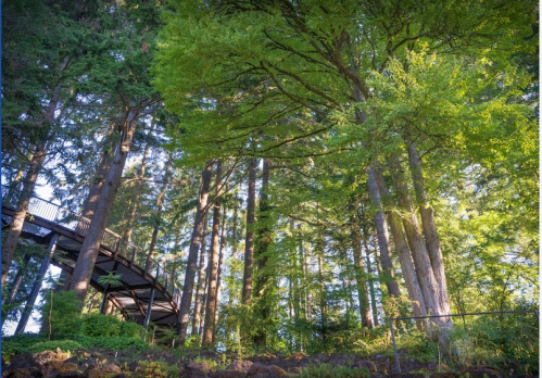 A lush forest with tall trees and a winding walkway above, bathed in soft sunlight.