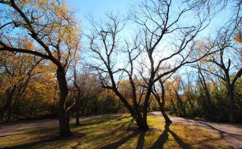 Bare trees with autumn foliage cast long shadows on a sunny path, surrounded by vibrant greenery.