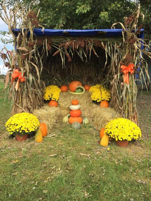 A cozy fall display with hay, pumpkins, and yellow mums, decorated with corn stalks and orange bows.