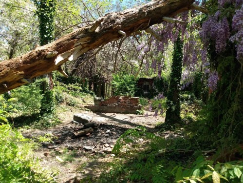 A fallen tree branch in a lush, overgrown area with purple wisteria and remnants of a brick structure in the background.