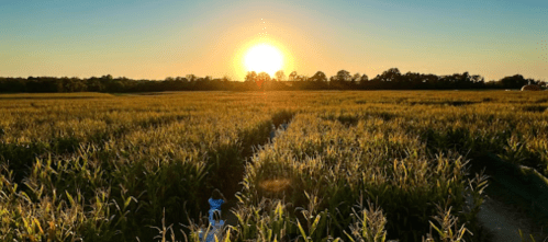 A golden sunset over a lush cornfield, with rows of tall corn stretching towards the horizon.