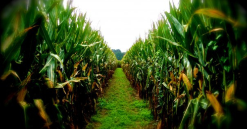 A narrow path between tall corn plants, leading into a lush green field under a cloudy sky.