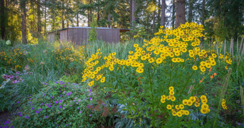 A vibrant garden filled with yellow flowers and greenery, with a wooden structure nestled among tall trees in the background.
