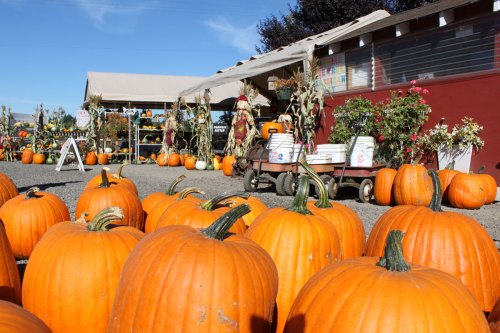 A pumpkin patch with vibrant orange pumpkins in the foreground and a market stand in the background under a clear blue sky.