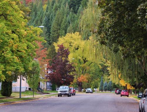 A tree-lined street in autumn, showcasing vibrant foliage in shades of green, yellow, and red. Cars parked along the road.