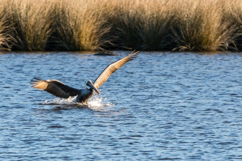 A pelican takes off from the water, wings spread wide, with tall grass in the background.