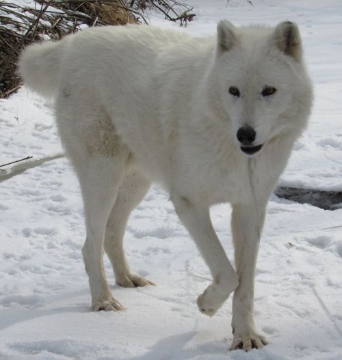 A white Arctic fox standing on snow, with a bushy tail and alert expression, surrounded by a winter landscape.