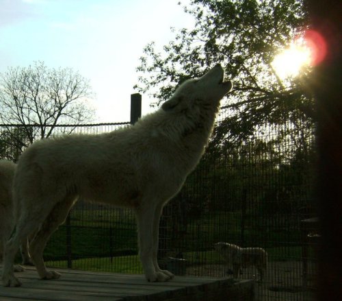 A white wolf howls against a sunset, with trees and a second wolf visible in the background.