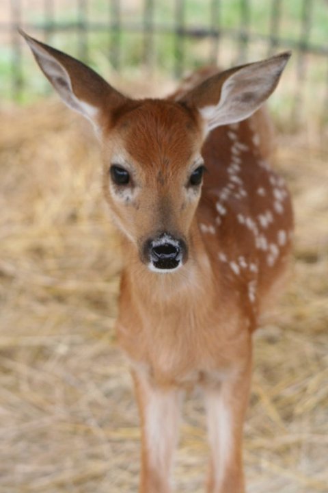 A young fawn with brown fur and white spots stands on straw, looking curiously at the camera.