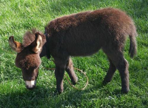 A small brown donkey grazing on green grass in a sunny outdoor setting.