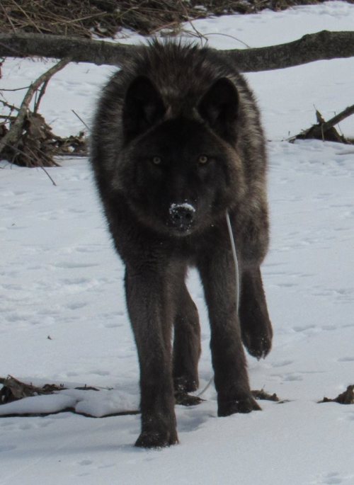 A dark-furred wolf walking through snow, with a focused expression and snowflakes on its nose.
