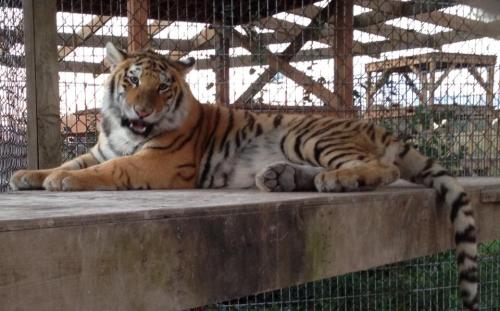 A tiger lounging on a wooden platform in a zoo, with its distinctive orange and black stripes visible.
