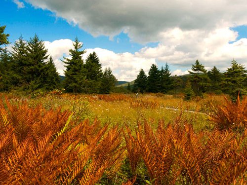 A scenic landscape featuring vibrant orange ferns, green trees, and a blue sky with fluffy clouds.